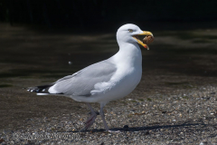 Helgoland-Duene-Silbermoewe-Z7II-135886