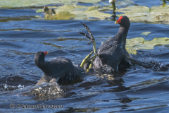Helgoland-Duene-Teichhuhn-Z7II-136937