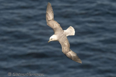 Helgoland-Eissturmvogel-Z7II-137996