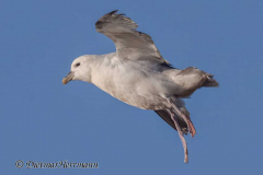 Helgoland-Eissturmvogel-Z9-205514