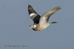 Helgoland-Ringeltaube-Z9-204660