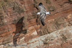 Helgoland-Steppenmoewe-Z9-203949