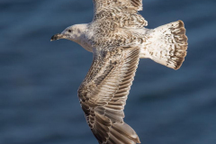 Helgoland-Steppenmoewe-Z9-204009