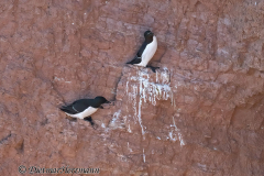 Helgoland-Tordalk-Z7II-135083