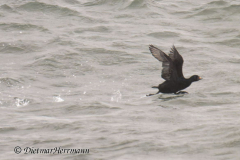 Helgoland-Trauerente-Z8-003450_DxO