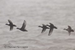 Helgoland-Trauerente-Z8-003716_DxO-crop