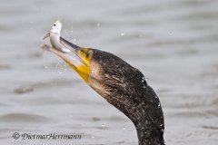 Helgoland-Kormoran-Z8-015088