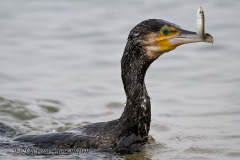 Helgoland-Kormoran-Z8-015268