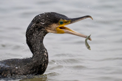 Helgoland-Kormoran-Z8-015272