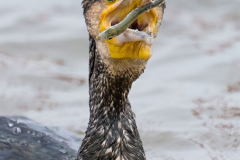 Helgoland-Kormoran-Z8-015970-hoch