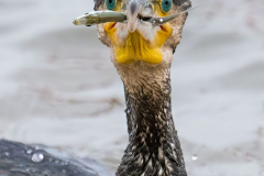 Helgoland-Kormoran-Z8-015971-hoch