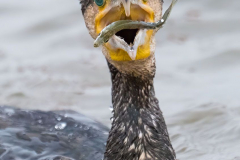 Helgoland-Kormoran-Z8-015973-hoch