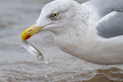 Helgoland-Silbermoewe-Z8-015760