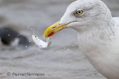 Helgoland-Silbermoewe-Z8-015762