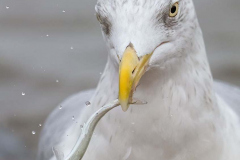 Helgoland-Silbermoewe-Z8-015768-hoch