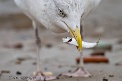 Helgoland-Silbermoewe-Z8-015775