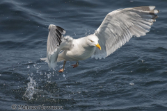Helgoland-Silbermoewe-Z9-213770