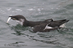 Helgoland-Tordalk-Z8-004097