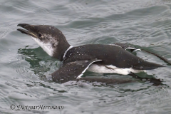 Helgoland-Tordalk-Z8-004127