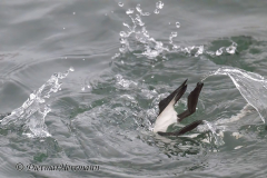 Helgoland-Tordalk-Z8-004128
