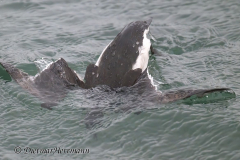 Helgoland-Tordalk-Z8-004152