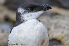 Helgoland-Tordalk-Z8-013575