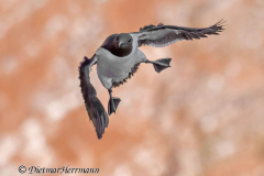 Helgoland-Trottellume-Z9-204602