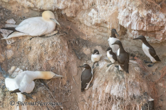 Helgoland-Trottellumme-Basstolpel-Z7II-137506