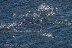 Helgoland-Trottellumme-Z7II-135123