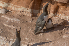 Helgoland-Trottellumme-Z7II-137379