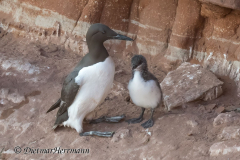 Helgoland-Trottellumme-Z7II-137450