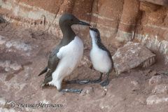 Helgoland-Trottellumme-Z7II-137455