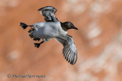 Helgoland-Trottellumme-Z9-203932