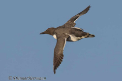 Helgoland-Trottellumme-Z9-206027