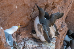 Helgoland-Trottellumme-Z9-207635-crop