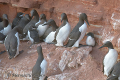 Helgoland-Trottellummen-Z9-210534_DxO-crop