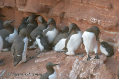 Helgoland-Trottellummen-Z9-210548_DxO