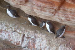 Helgoland-Trottellummen-Z9-210686_DxO