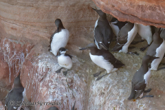 Helgoland-Trottellummen-Z9-210705_DxO