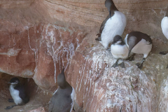 Helgoland-Trottellummen-Z9-210764_DxO