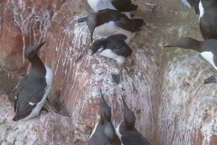 Helgoland-Trottellummen-Z9-210838_DxO-xrop