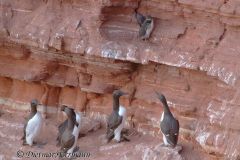 Helgoland-Trottellummen-Z9-213121_DxO
