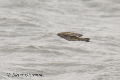 Helgoland-Bergpieper-fliegt-ueber-der-Nordsee-Z8-003641_DxO