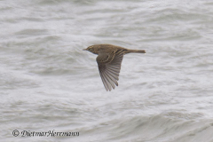 Helgoland-Bergpieper-fliegt-ueber-der-Nordsee-Z8-003648_DxO
