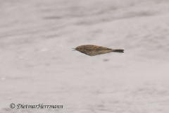 Helgoland-Bergpieper-fliegt-ueber-der-Nordsee-Z8-003651_DxO
