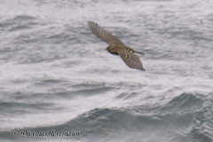 Helgoland-Bergpieper-fliegt-ueber-der-Nordsee-Z8-003920_DxO