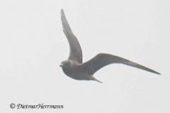 Helgoland-Falkenraubmoewe-Z8-003981_DxO