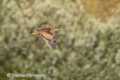 American-Bittern-D500-033346