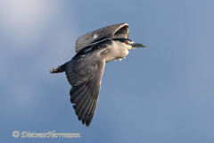 Black-crowned-Night-Heron-D500-028296