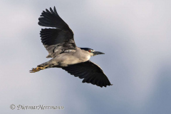 Black-crowned-Night-Heron-D500-028301
